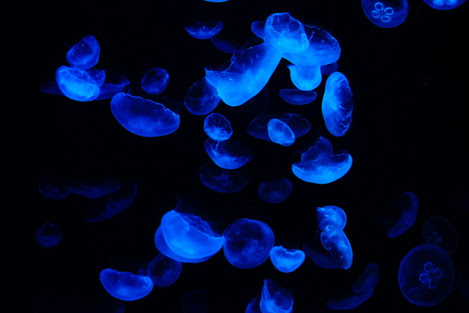 海月の名前の由来 秋葉原 大阪のメイドカフェなら あっとほぉーむカフェ